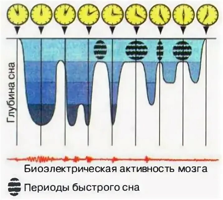 Фазы сна и активность мозга. Периоды быстрого сна. Фазы и периоды сна. Сон периоды сна.