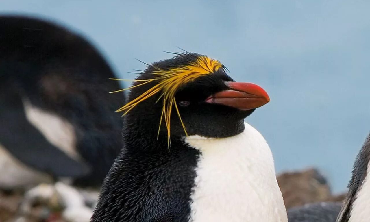 Королевский хохлатый Пингвин. Златовласые пингвины (Eudyptes Chrysolophus). Золотоволосый Пингвин в Антарктиде. Северный хохлатый Пингвин. Какие красивые золотоволосые пингвины над глазами