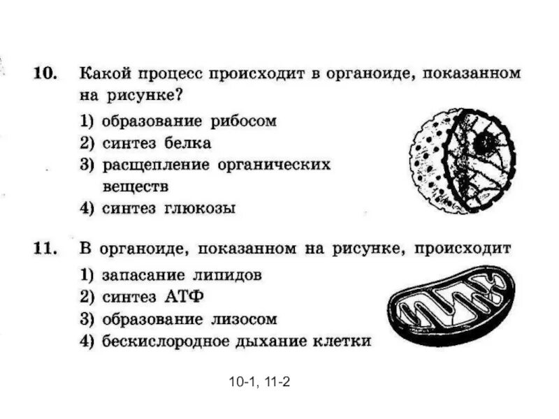 Какая структура клетки изображена на рисунке. Какой органоид изображен на рисунке. В органоиде показанном на рисунке происходит. Процесс изображённый на рисунке 1 происходит в. Установите соответствие между признаками органоида клетки