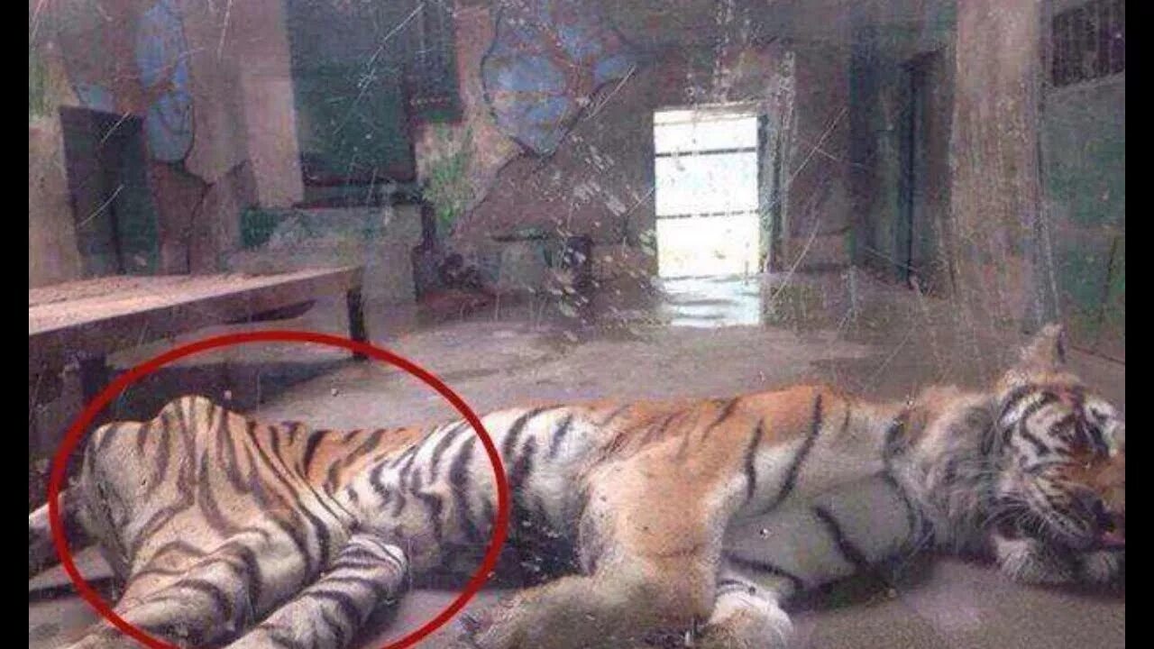 При взвешенные животных в зоопарке выяснилось