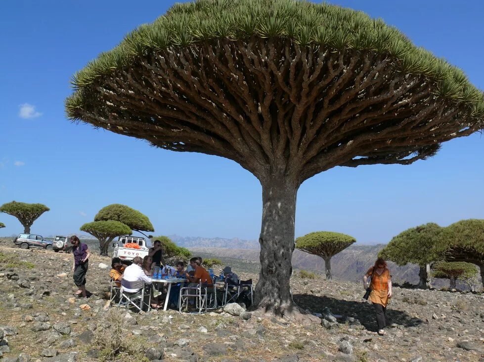 сокотра остров пляжи. сокотра оазис. сокотра, мухафаза сокотра. сокотра отдых. сокотра остров.