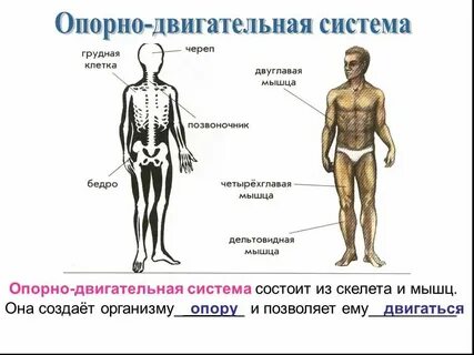 Опорно двигательная система клетки