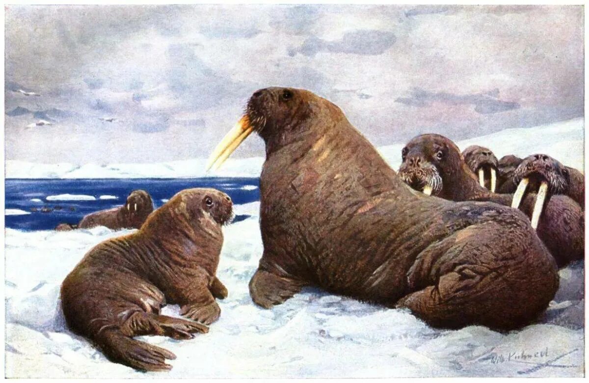 Берегите моржей