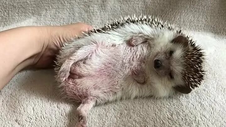 Гладит ежа. Ежика чешут. Ёжики. Ежик зачесался. Ежика чешут.