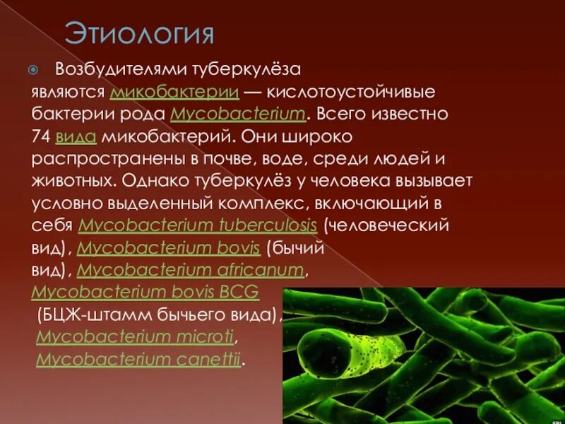 К какой группе относятся микроорганизмы в почве. Этиология возбудителя туберкулеза. Возбудителитуберкулёза презентация. Этиология микобактерии туберкулеза. Туберкулез бактериальное заболевание.