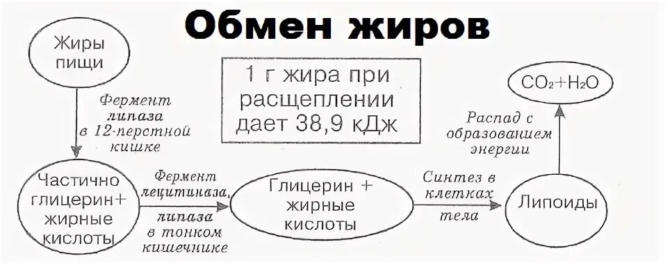 Этапы обмена жиров. Схема обмена веществ жиров. Обмен жиров в организме кратко. Схема жирового обмена в организме человека. Обмен жиров в организме схема.