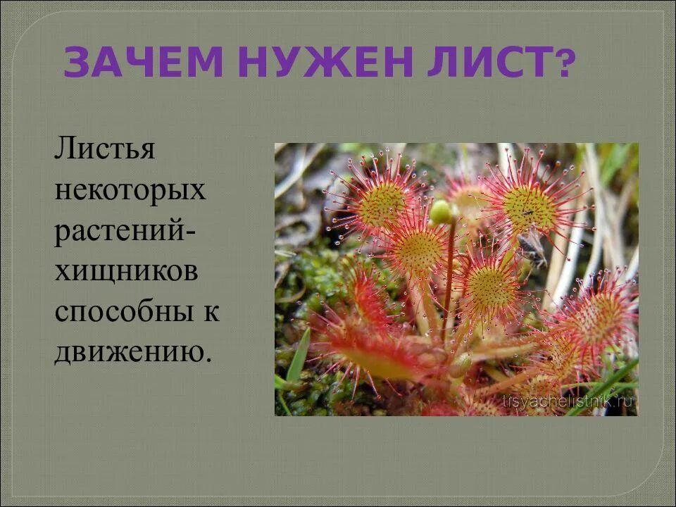 Почему растения есть. Зачем нужны листья. растения способные к движению. для чего растениям нужны листья. листья некоторых растений.
