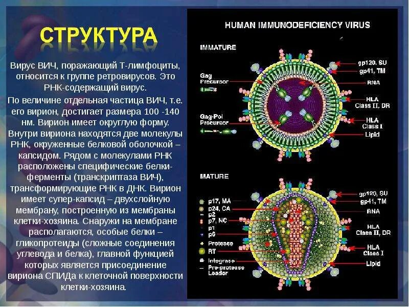 Вирус иммунодефицита человека РНК содержащий. Строение вириона ВИЧ. Вирус ВИЧ RNA. ВИЧ инфекция РНК вирус.