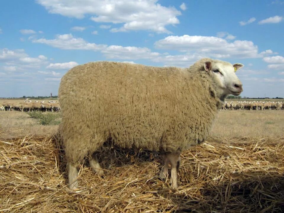 Авито породы овец. Ташлинская порода овец. Овцы Ташлинской породы баран. Порода овец Кроссбред. Западносибирская порода овец.
