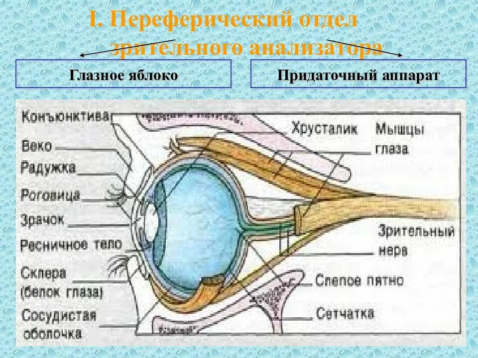 Зрительный анализатор строение органа зрения. Придаточный аппарат глазного яблока. Анатомия придаточного аппарата глаза. Отделы зрительного анализатора. Придаточного аппарата органа зрения.