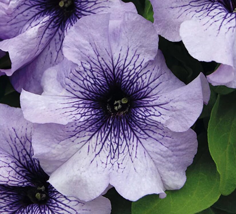 Петуния орхид. Петуния грандифлора. Петуния грандифлора лимбо джи пи. Петуния лимбо пинк морн. Петуния грандифлора лимбо джи пи вайт.