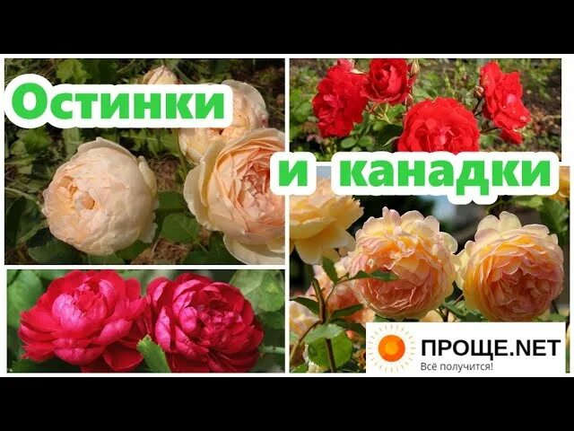 Питомник бутримовых каталог. Питомник роз Бутримовых. Розы Бутримовых интернет-магазин саженцев роз. Цветоводческое хозяйство Бутримовых саженцы роз. Питомник роз Бутримовых каталог.