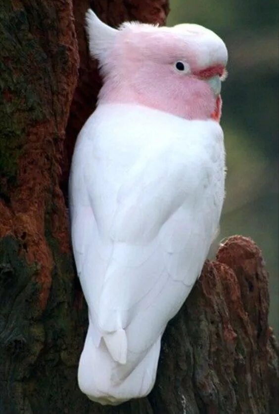 Pin by Vickie Bolan on Vikings Rare albino animals, Albino animals, Animals beau