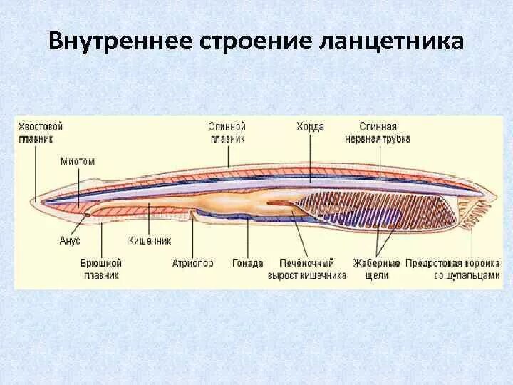 Нервная трубка ланцетника. Пищеварительная система ланцетника. Тотальный препарат ланцетника. Околожаберная полость у ланцетника.