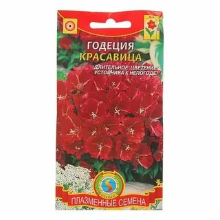 Семена годеции фото