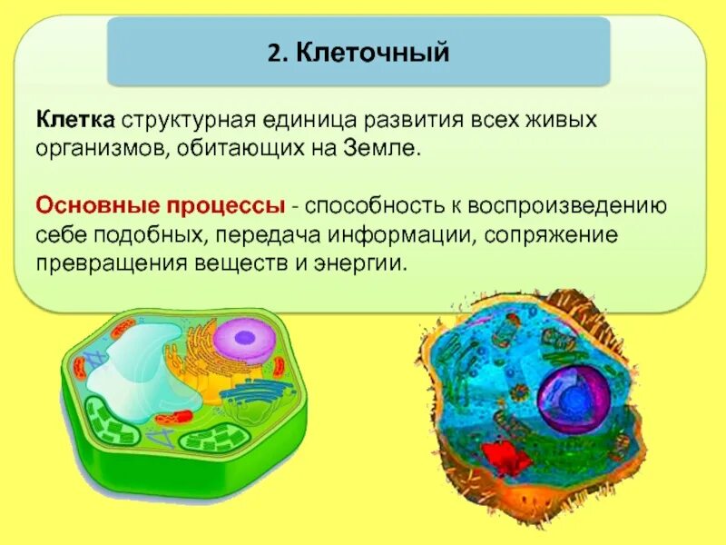 Уровни организации живой природы биосферный уровень. Клеточный уровень организации живого. Клеточный уровень организации живой материи. Клеточный уровень организации организма. Последовательность уровня организации живого