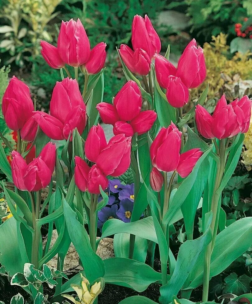 Family тюльпаны. тюльпан многоцветковый аннелинда. фотообои тюльпаны красные. тюльпан хэппи фэмили. семейные тюльпаны.