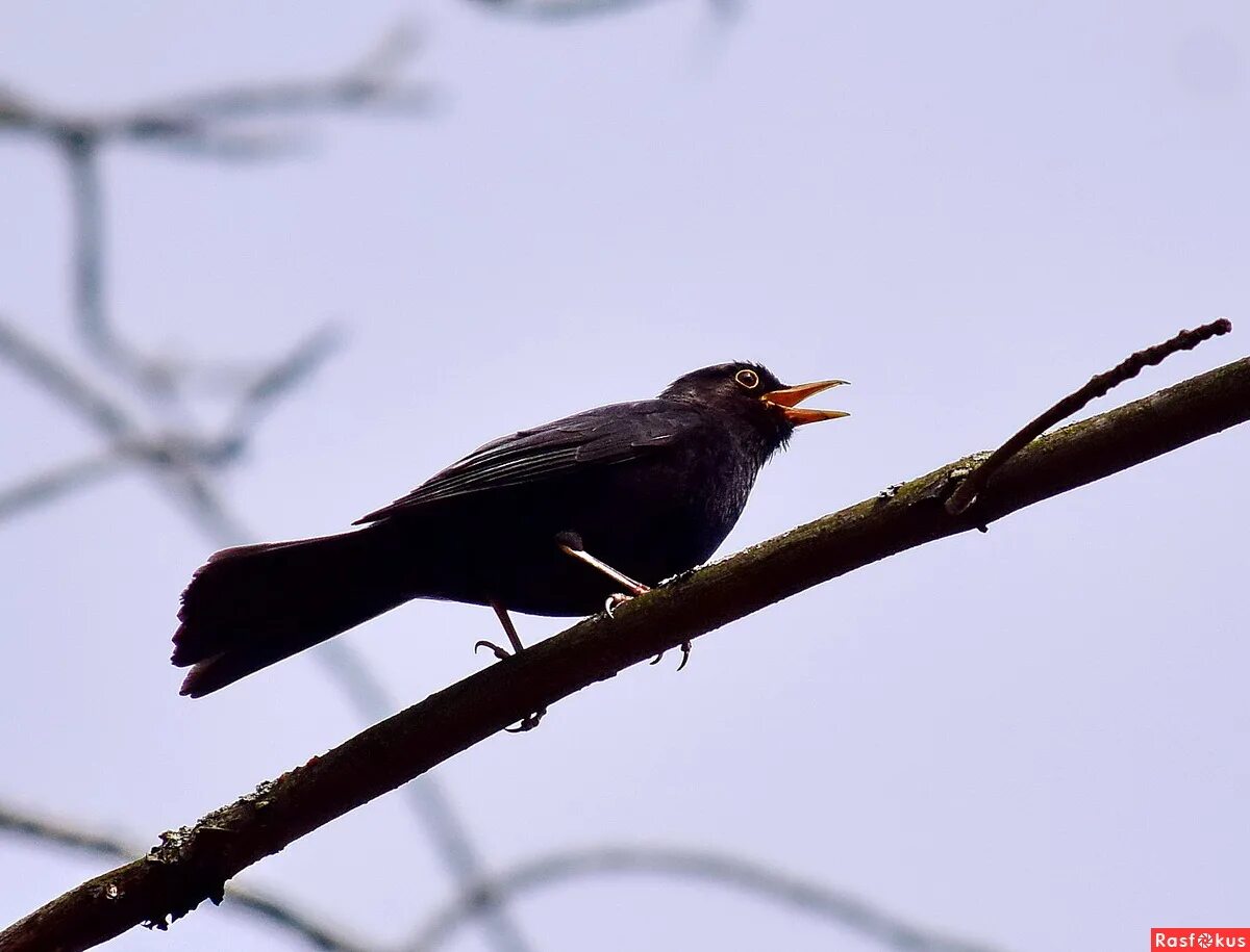 эстетика дрозд. черный дрозд музыка. фотограф черный дрозд фото. чёрный дрозд ессентуки. птицы беларуси.