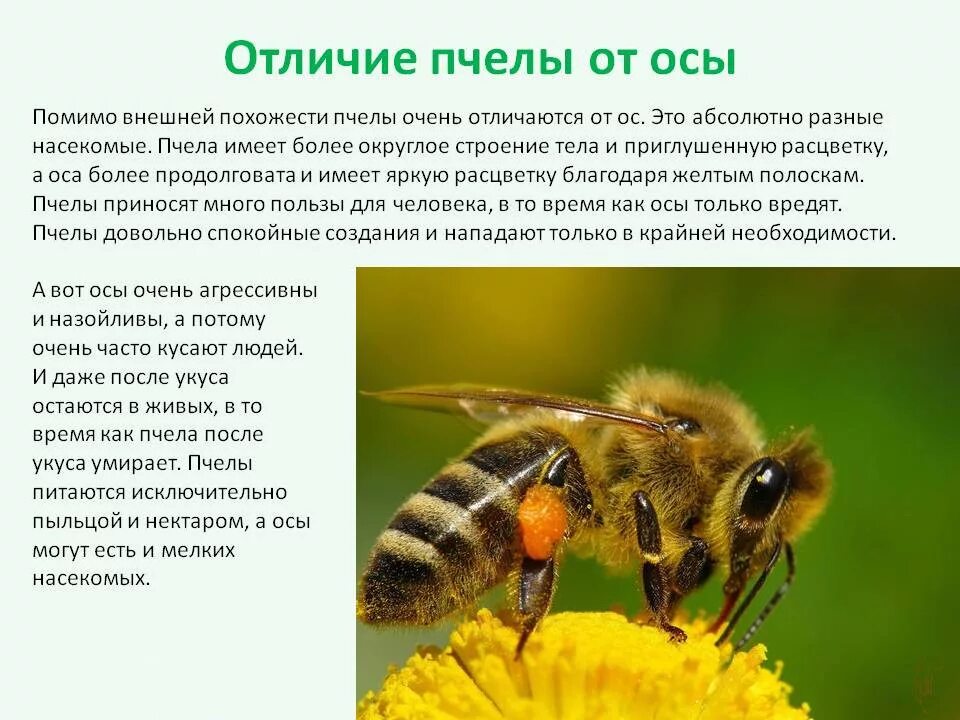 Пчела Оса и Шмель отличия. Отличие пчел ОС шмелей. Атлас-определитель 2 класс насекомые пчела. Отличие пчелы от осы и шмеля.
