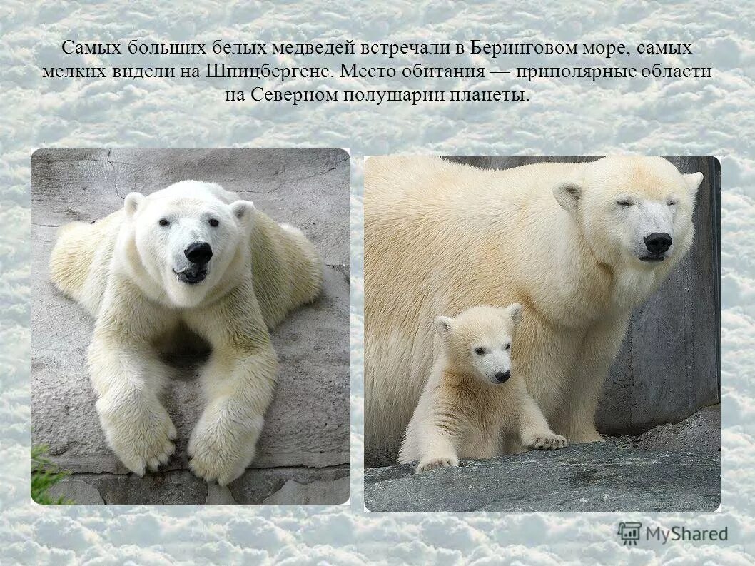 В какой среде обитает белый медведь. Самый крупный белый медведь. Среда обитания белого медведя. Место обитания белого медведя. Белый медведь обитание.