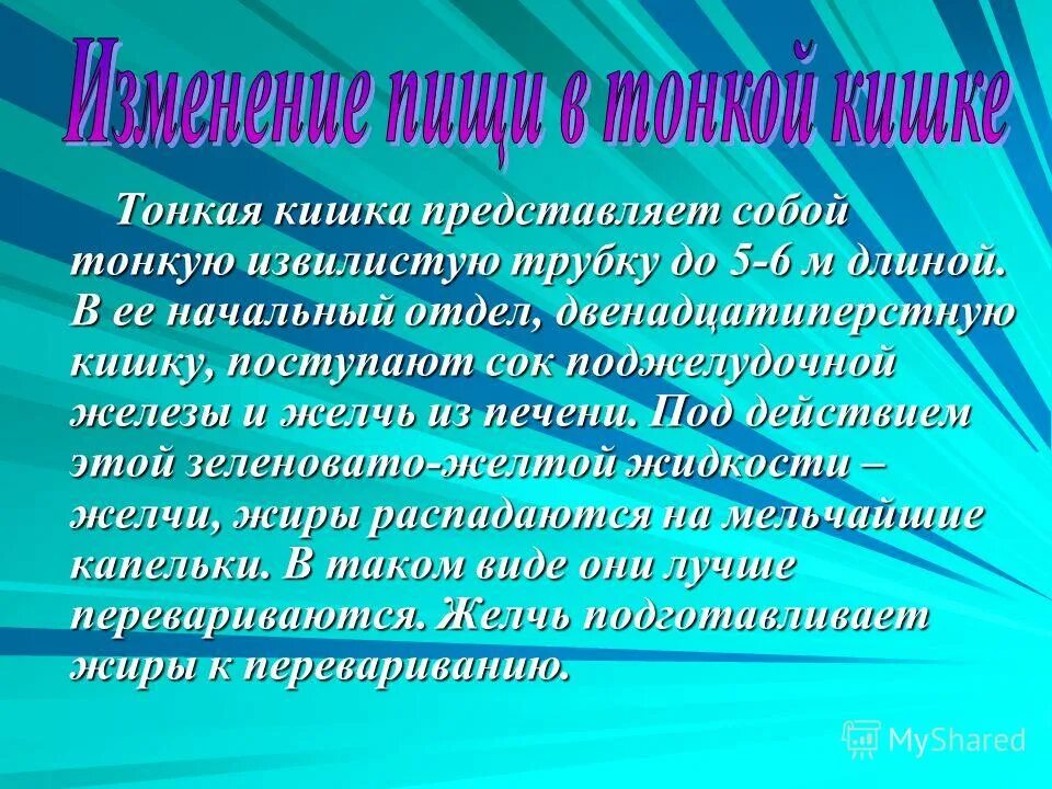 кишечник 12 перстная кишка строение и функции. начальный отдел. функция слепой кишки в пищеварении. эвакуация пищевой кашицы в двенадцатиперстную кишку. начальный отдел.