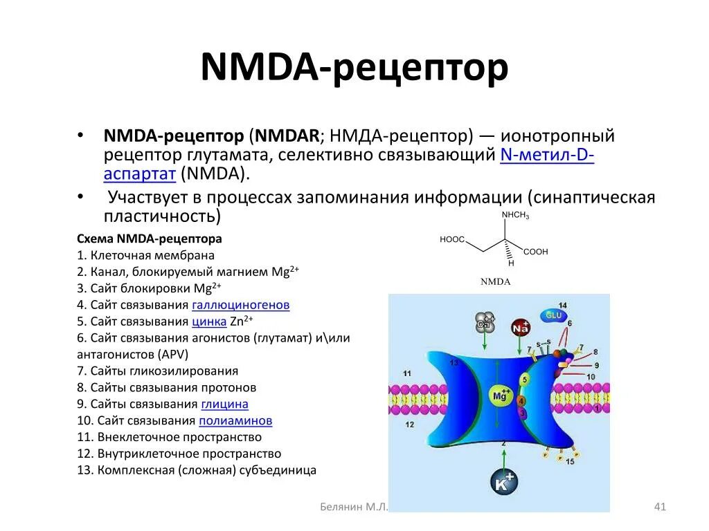 N метил d аспартат рецепторы. Глутаматные NMDA Рецептор. NMDA рецепторы строение. Блокирование NMDA рецепторов.