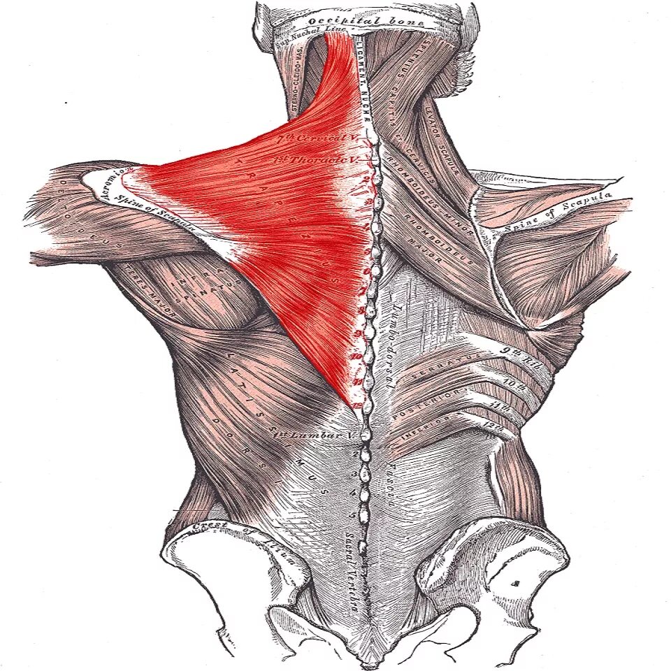 Верхняя трапециевидная. Мускулюс Трапециус. Трапециевидная мышца латерально. Мышцы спины трапециевидная мышца. M Trapezius прикрепление.