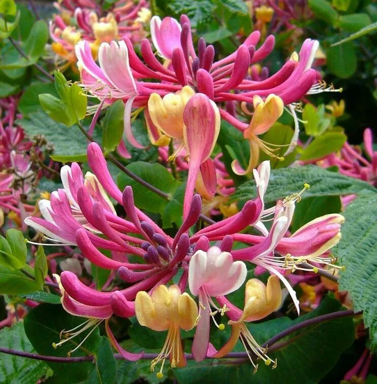 Жимолость Lonicera Periclymenum "Serotina" отзывы