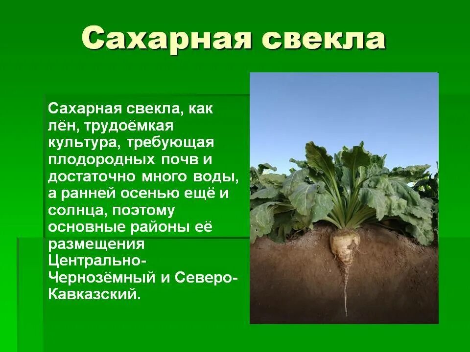 В каком регионе выращивают сахарную свеклу