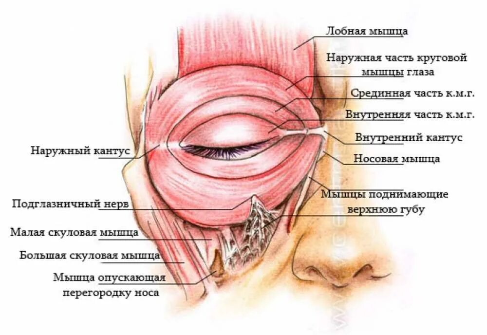 Также на внутренней части. Слезная часть круговой мышцы глаза. Строение круговой мышцы глаза. Мышца поднимающая верхнее веко анатомия. Круговая мышца глаза иннервация.