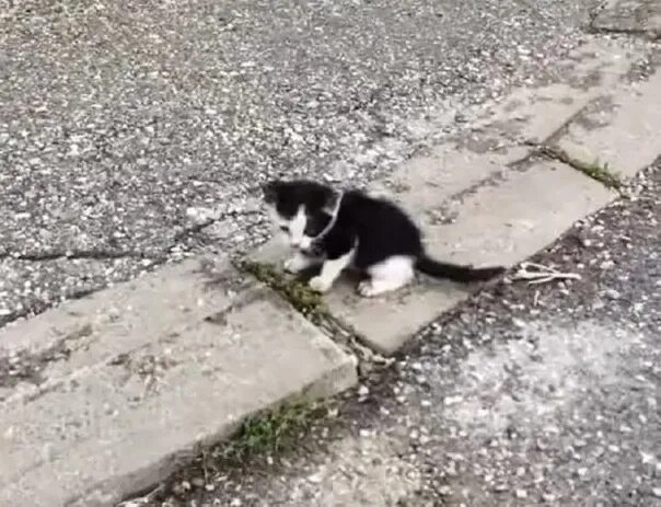 Белый котенок на улице. Stray cat nature. Картинки белых котят. Уличный котенок. Черно белый кот на улице.
