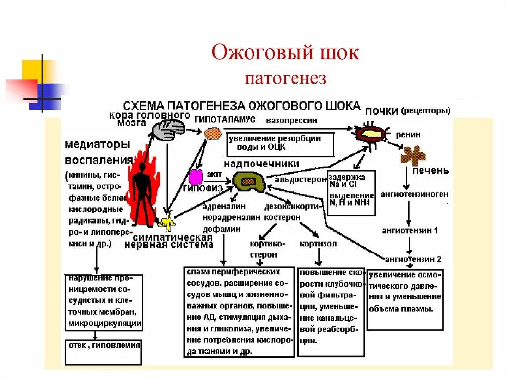 Степени шока при ожогах. Факторы развития ожогового шока. Механизм развития ожоговой болезни. Характерные клинические признаки ожогового шока. Схема развития ожогового шока.