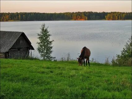 Лошади новгородская область
