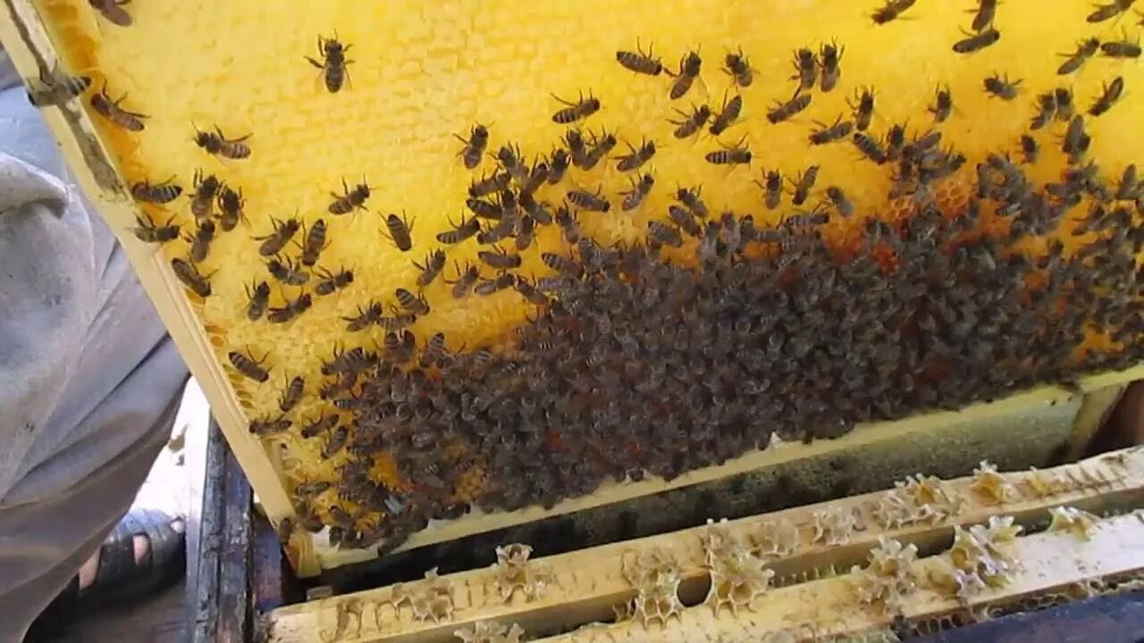 Как зимуют пчелы. Пчелы зимуют. пчелы зимой. зимовка пчел. подготовка ульев к зиме.