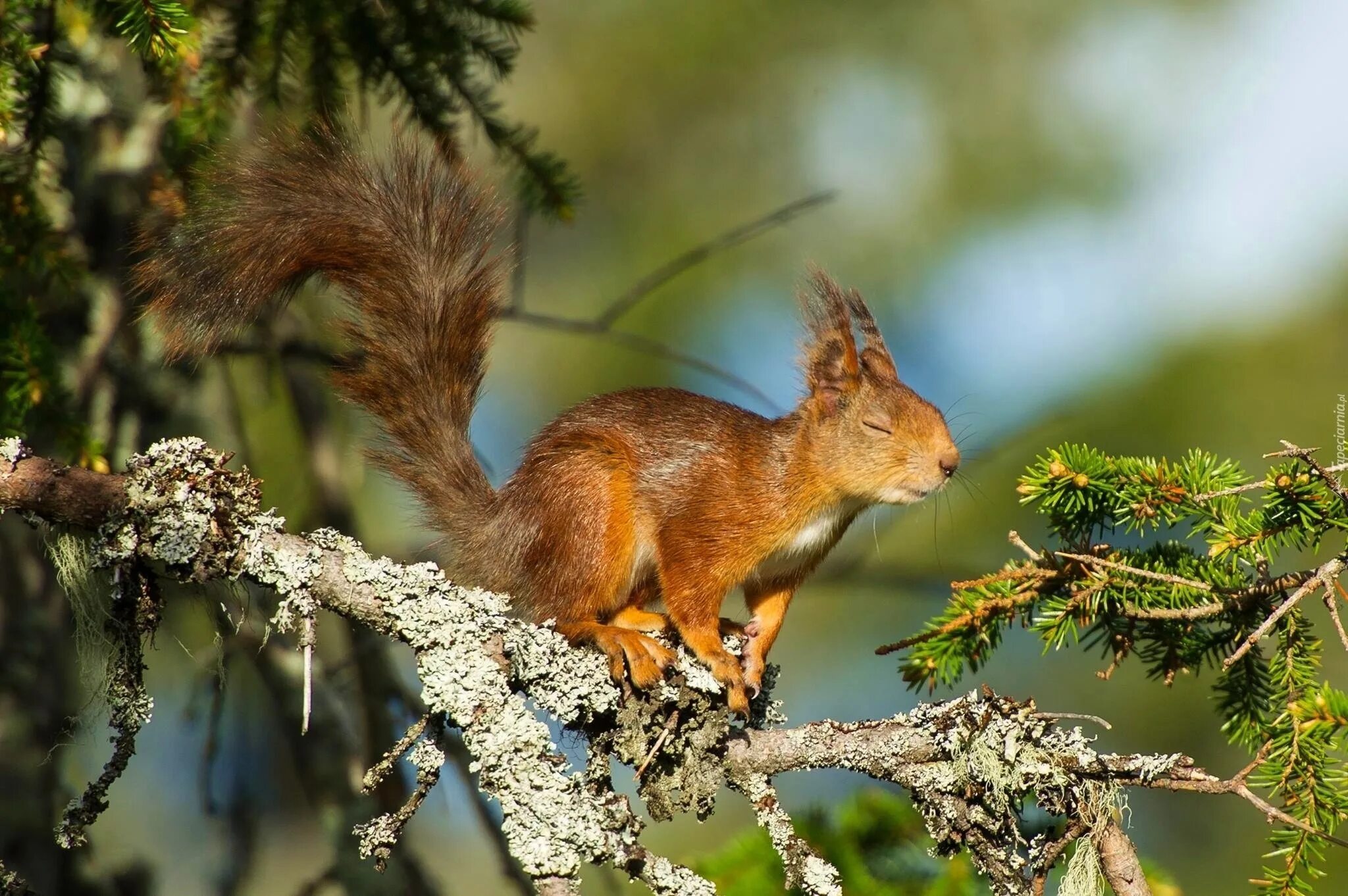 белка в забайкальском крае. парк с белочками. кистеухая белка. знакомьтесь белка. умная белочка.