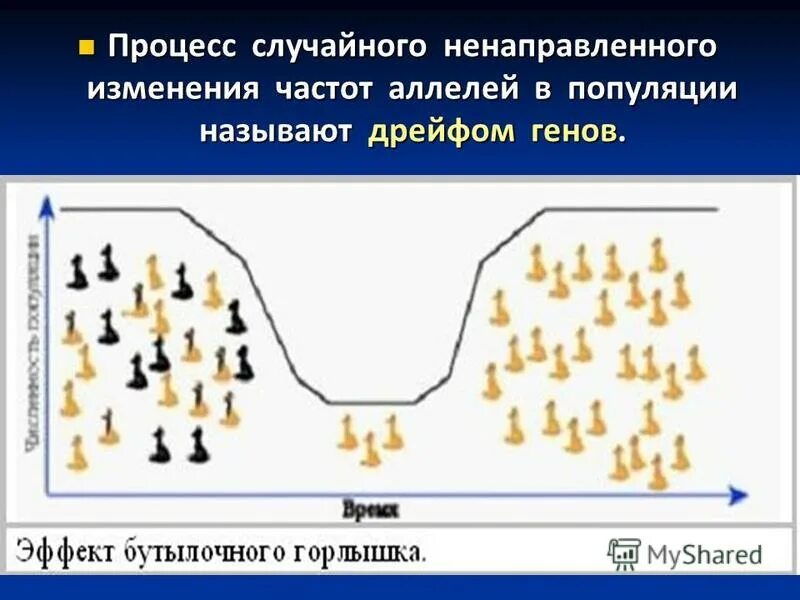 Изменение численности особей популяции называют. Дрейф генов фактор эволюции. Дрейф генов в популяции. Дрейф генов это в генетике. Факторы эволюции популяции.