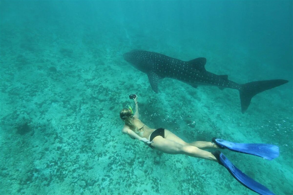 Нападение мальдивы. Рифовые акулы на Мальдивах. Китовая акула на Мальдивах. Бэби Шарк на Мальдивах. Китовая акула в Хургаде.