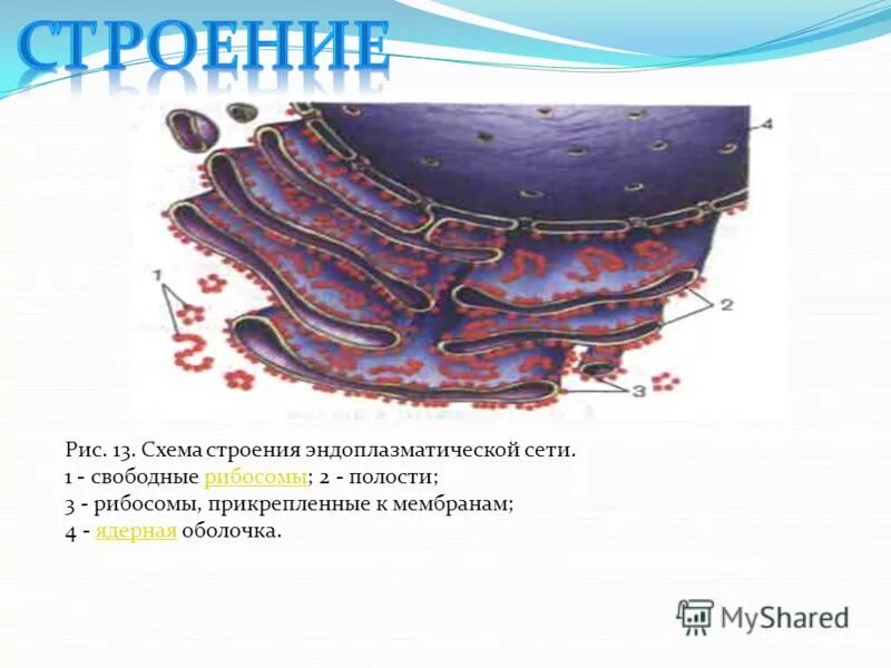 К аппарату гольджи прикрепляются рибосомы. Эндоплазматический ретикулум строение. к мембране прикрепляются рибосомы комплекс гольджи. 2. строение эндоплазматической сети (ретикулума).. рис 13 эндоплазматическая сеть.