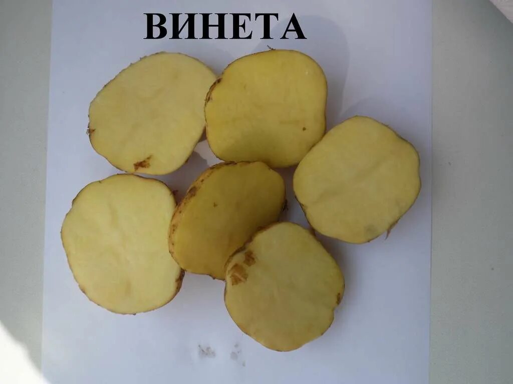 Винета - Сорта КАРТОФЕЛЯ с отзывами - tomat-pomidor.com - форум