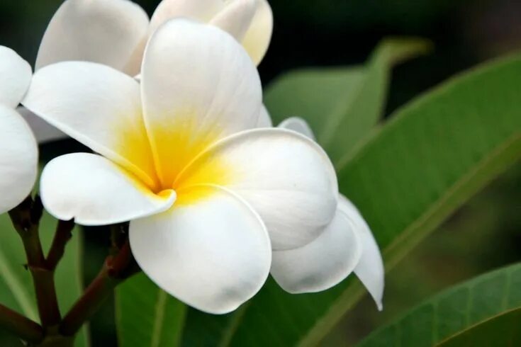 Plumeria,flowers,hawaii,free pictures, free photos - free image from needpix.com