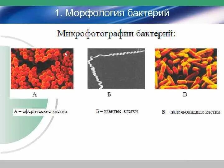 Морфология 2 процента. Морфология бактериальной клетки. Как понять морфология микробной клетки.