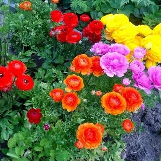 Ранункулюс уход
