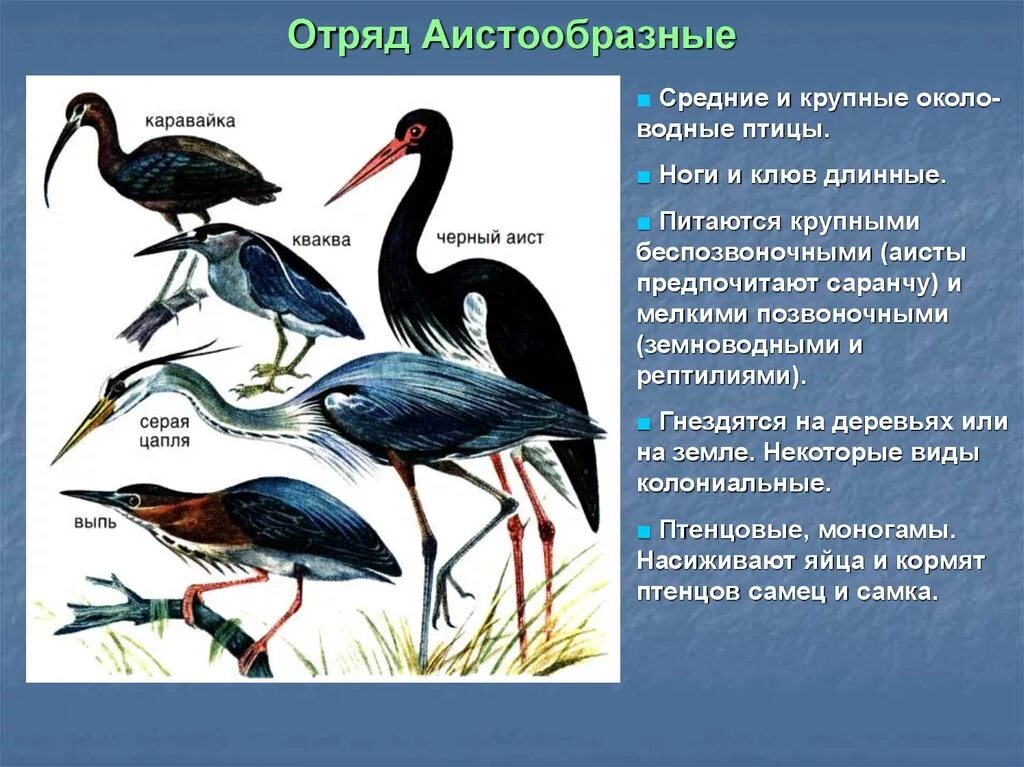 Класс птицы образ жизни. Отряд Аистообразные птицы. Отряд голенастые характеристика отряда. Признаки отряда Аистообразные. Голенастые Аистообразные представители.