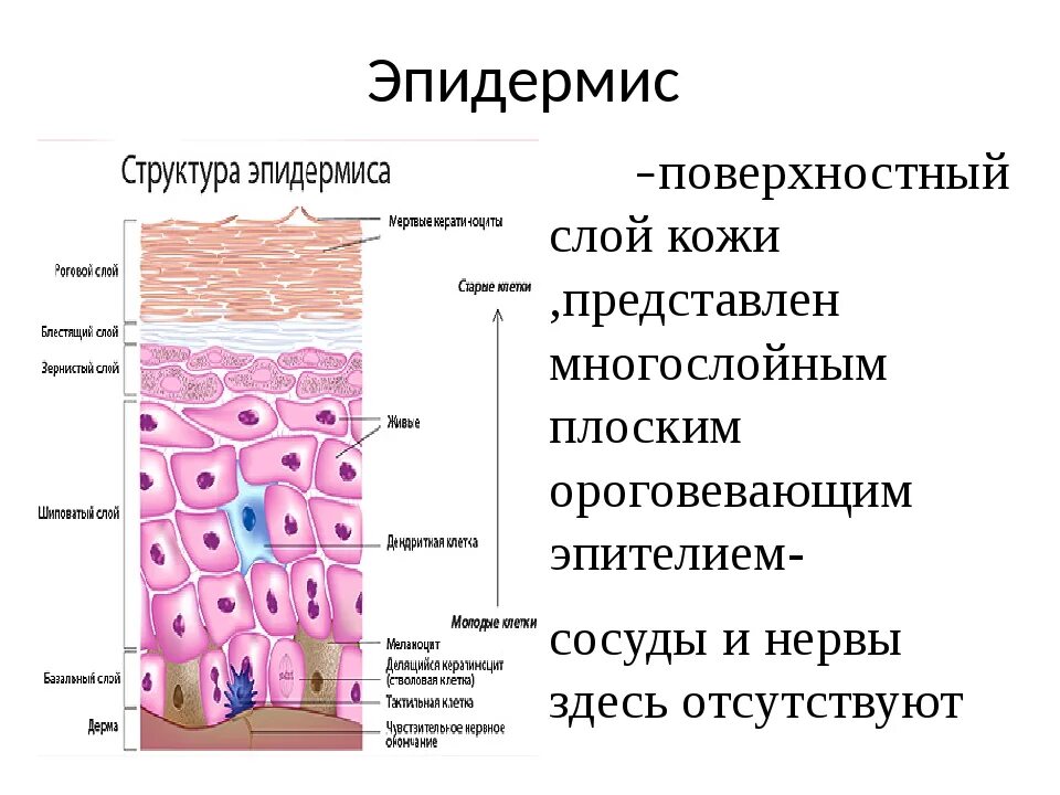 Какие три слоя кожи