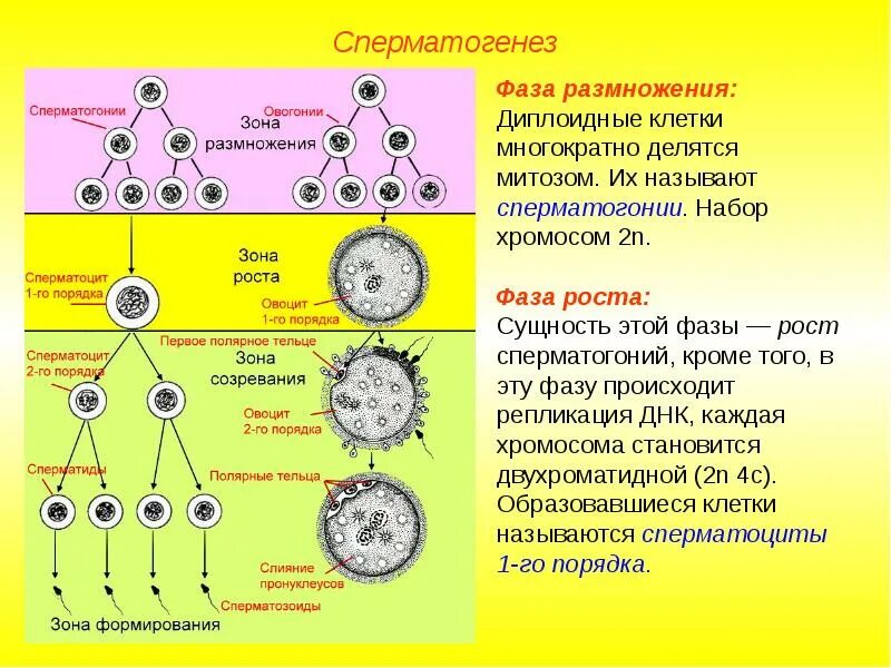 1 образование половых клеток оплодотворение