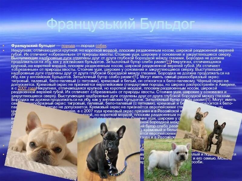 Французский бульдог описание породы и характеристики. Стандарт породы французский бульдог вес. Французский бульдог презентация. Французский бульдог минусы. Французский бульдог описание породы и характеристики.