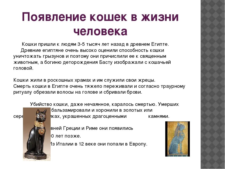 Возникновения кошек. История появления кошек. появление кошек в жизни человека. история появления кошек кратко для детей. история как появились кошки.