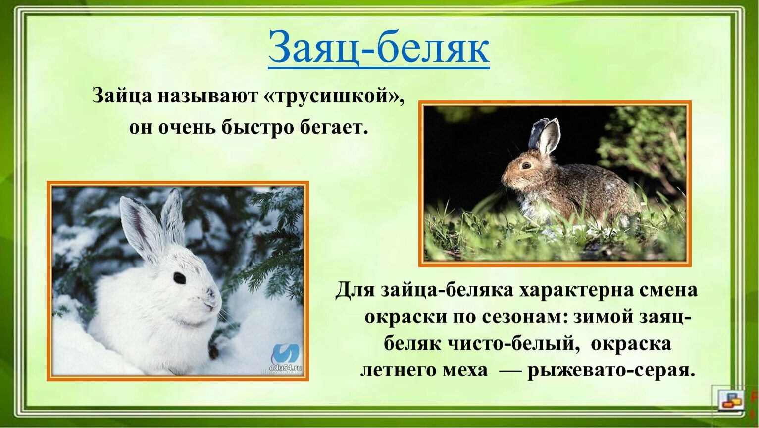 Животные Алтайского края заяц Беляк. Линька зайца беляка. Описание зайца. В какой зоне живет заяц