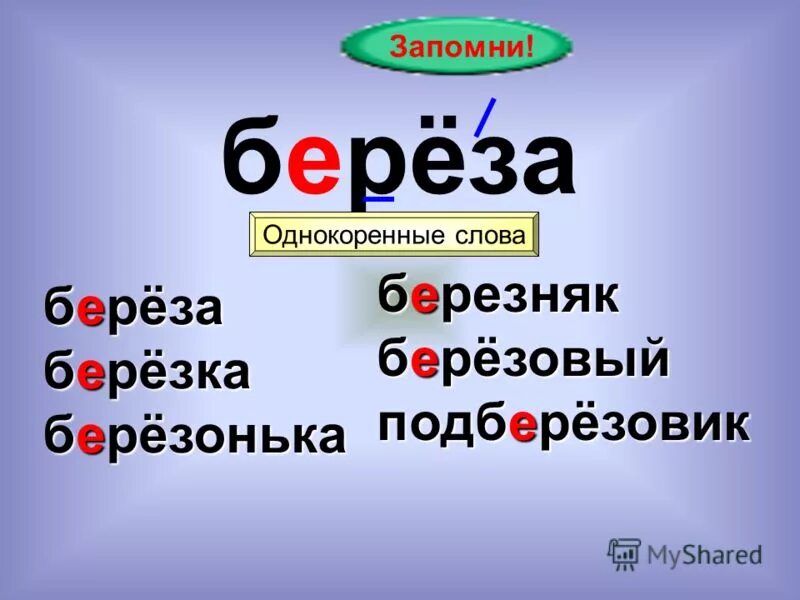 Березка однокоренные