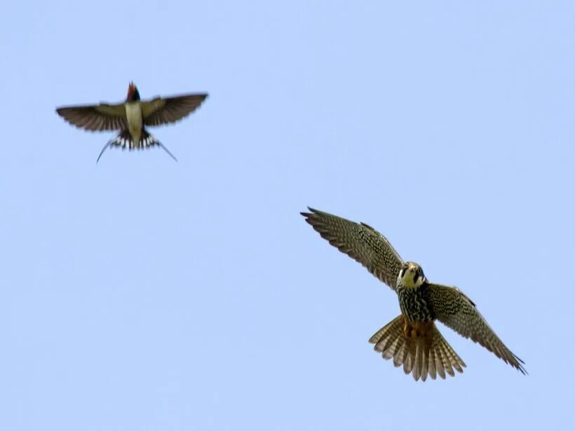 рыжеголовый сокол (шахин). сокол стрижи. сокол стрижи. ястреб чеглок. сокол-чеглок.